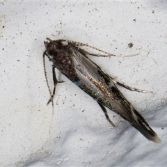 Stagmatophora argyrostrepta at Melba, ACT - 23 Oct 2024 09:06 PM