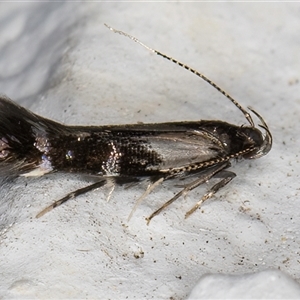 Stagmatophora argyrostrepta at Melba, ACT - 23 Oct 2024 09:06 PM