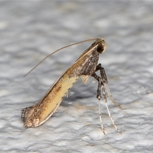 Caloptilia azaleella at Melba, ACT - 23 Oct 2024