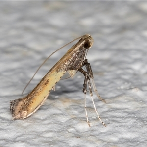 Caloptilia azaleella at Melba, ACT - 23 Oct 2024