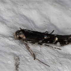 Stagmatophora (genus) (A Cosmet moth (Cosmopteriginae) at Melba, ACT - 23 Oct 2024 by kasiaaus