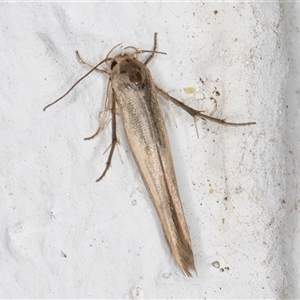 Stathmopoda hyposcia at Melba, ACT - 23 Oct 2024 10:49 PM