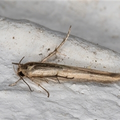 Stathmopoda hyposcia at Melba, ACT - 23 Oct 2024 10:49 PM