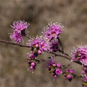 Kunzea parvifolia at Gundary, NSW - 20 Oct 2024