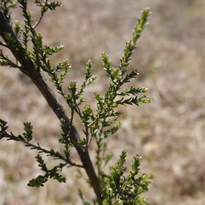 Kunzea parvifolia at Gundary, NSW - 20 Oct 2024