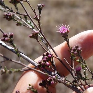 Kunzea parvifolia at Gundary, NSW - 20 Oct 2024