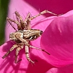 Oxyopes sp. (genus) (Lynx spider) at Higgins, ACT - 26 Oct 2024 by Jennybach