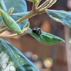 Harmonia conformis (Common Spotted Ladybird) at Mount Kembla, NSW - 26 Oct 2024 by BackyardHabitatProject