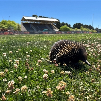 Tachyglossus aculeatus (Short-beaked Echidna) at Phillip, ACT - 26 Oct 2024 by stickatek