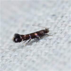 Stagmatophora argyrostrepta at Harrison, ACT - 23 Oct 2024