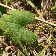 Hydrocotyle laxiflora at Cook, ACT - 25 Oct 2024 10:50 AM