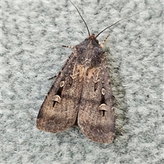 Agrotis infusa (Bogong Moth, Common Cutworm) at Parkes, ACT - 26 Oct 2024 by MatthewFrawley