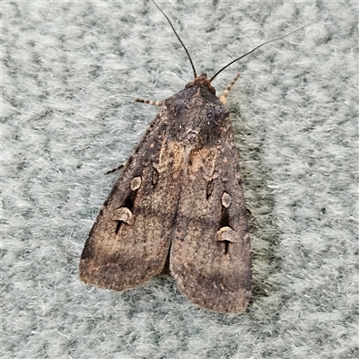 Agrotis infusa (Bogong Moth, Common Cutworm) at Parkes, ACT - 26 Oct 2024 by MatthewFrawley