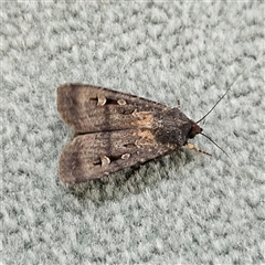 Agrotis infusa at Parkes, ACT - 26 Oct 2024