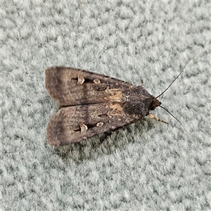 Agrotis infusa at Parkes, ACT - 26 Oct 2024