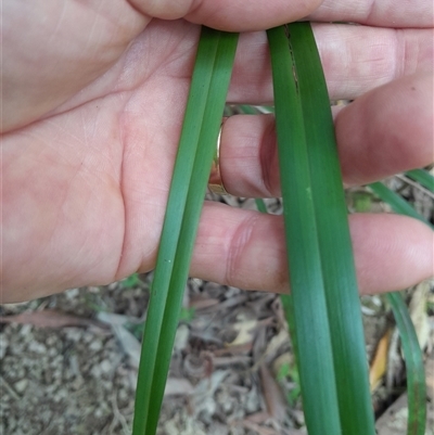 Dianella caerulea at Pappinbarra, NSW - 26 Oct 2024 by jonvanbeest