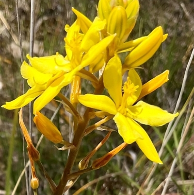 Bulbine bulbosa (Golden Lily, Bulbine Lily) at Denman Prospect, ACT - 21 Oct 2024 by Jennybach