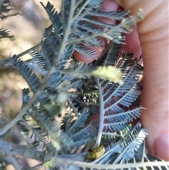 Calomela juncta at Bungendore, NSW - suppressed