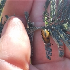 Calomela juncta (Leaf beetle) at Bungendore, NSW - 26 Oct 2024 by clarehoneydove