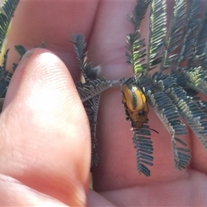 Calomela juncta at Bungendore, NSW - suppressed