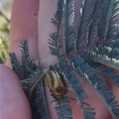 Calomela juncta at Bungendore, NSW - suppressed