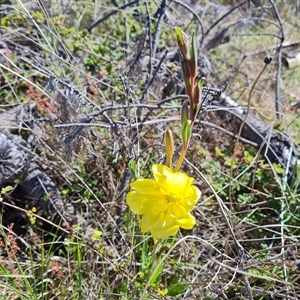 Oenothera stricta subsp. stricta at Isaacs, ACT - 26 Oct 2024 04:15 PM