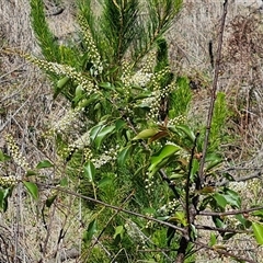 Prunus laurocerasus (Cherry Laurel) at Isaacs, ACT - 26 Oct 2024 by Mike