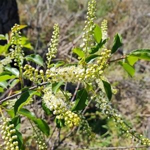 Prunus laurocerasus at Isaacs, ACT - 26 Oct 2024 04:12 PM