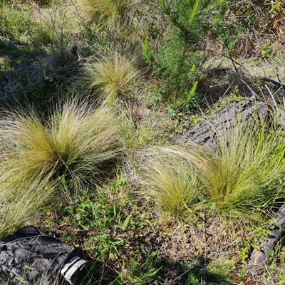 Nassella trichotoma (Serrated Tussock) at Isaacs, ACT - 26 Oct 2024 by Mike