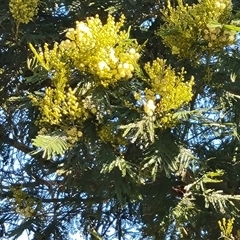 Acacia mearnsii (Black Wattle) at Isaacs, ACT - 26 Oct 2024 by Mike