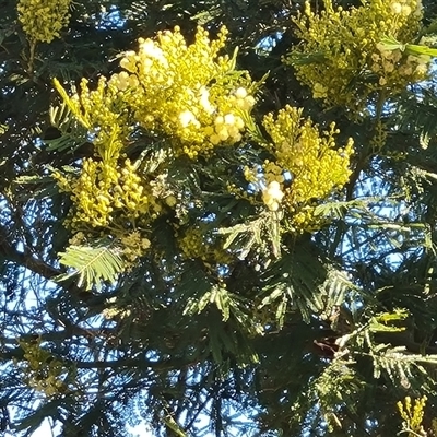 Acacia mearnsii (Black Wattle) at Isaacs, ACT - 26 Oct 2024 by Mike