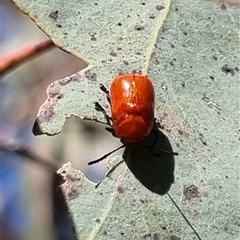 Aporocera (Aporocera) haematodes (A case bearing leaf beetle) at Bungendore, NSW - 26 Oct 2024 by clarehoneydove