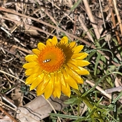 Oecophoridae (family) (Unidentified Oecophorid concealer moth) at Isaacs, ACT - 26 Oct 2024 by Mike