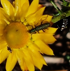 Eleale sp. (genus) (Clerid beetle) at Isaacs, ACT - 26 Oct 2024 by Mike