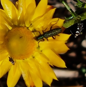 Eleale sp. (genus) at Isaacs, ACT - 26 Oct 2024