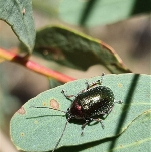 Edusella sp. (genus) at Bungendore, NSW - suppressed