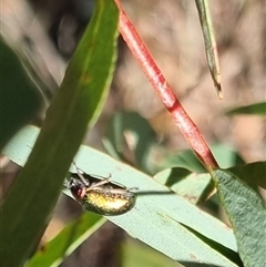 Edusella sp. (genus) at Bungendore, NSW - suppressed