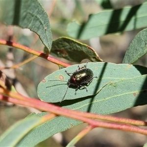 Edusella sp. (genus) at Bungendore, NSW - suppressed