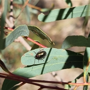 Edusella sp. (genus) at Bungendore, NSW - suppressed