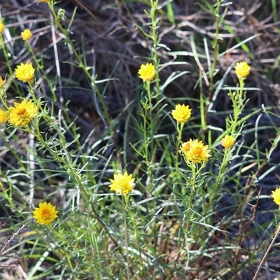 Xerochrysum viscosum (Sticky Everlasting) at Chiltern, VIC - 26 Oct 2024 by KylieWaldon