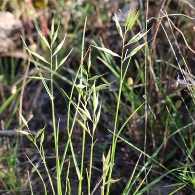 Unverified Grass at Chiltern, VIC - 26 Oct 2024 by KylieWaldon