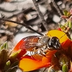 Leioproctus sp. (genus) (Plaster bee) at Bungendore, NSW - 26 Oct 2024 by clarehoneydove