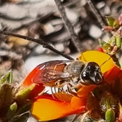 Leioproctus sp. (genus) (Plaster bee) at Bungendore, NSW - 26 Oct 2024 by clarehoneydove