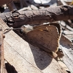 Trapezites phigalia (Heath Ochre) at Bungendore, NSW - 25 Oct 2024 by clarehoneydove