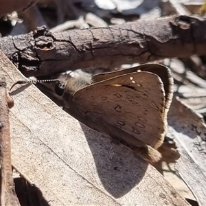 Trapezites phigalia at Bungendore, NSW - suppressed