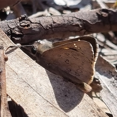 Trapezites phigalia (Heath Ochre) at Bungendore, NSW - 26 Oct 2024 by clarehoneydove