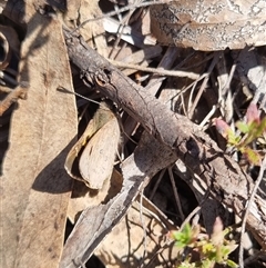 Trapezites phigalia at Bungendore, NSW - suppressed