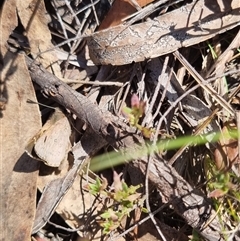 Trapezites phigalia at Bungendore, NSW - suppressed