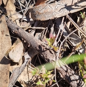 Trapezites phigalia at Bungendore, NSW - suppressed