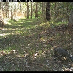 Varanus varius (Lace Monitor) at Shannondale, NSW - 26 Oct 2024 by PEdwards